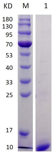 12% SDS-PAGE analysis profiles of purified ProInsulin-47AC (CBB stained).